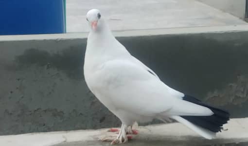 Blacktail sherazi chicks for sale