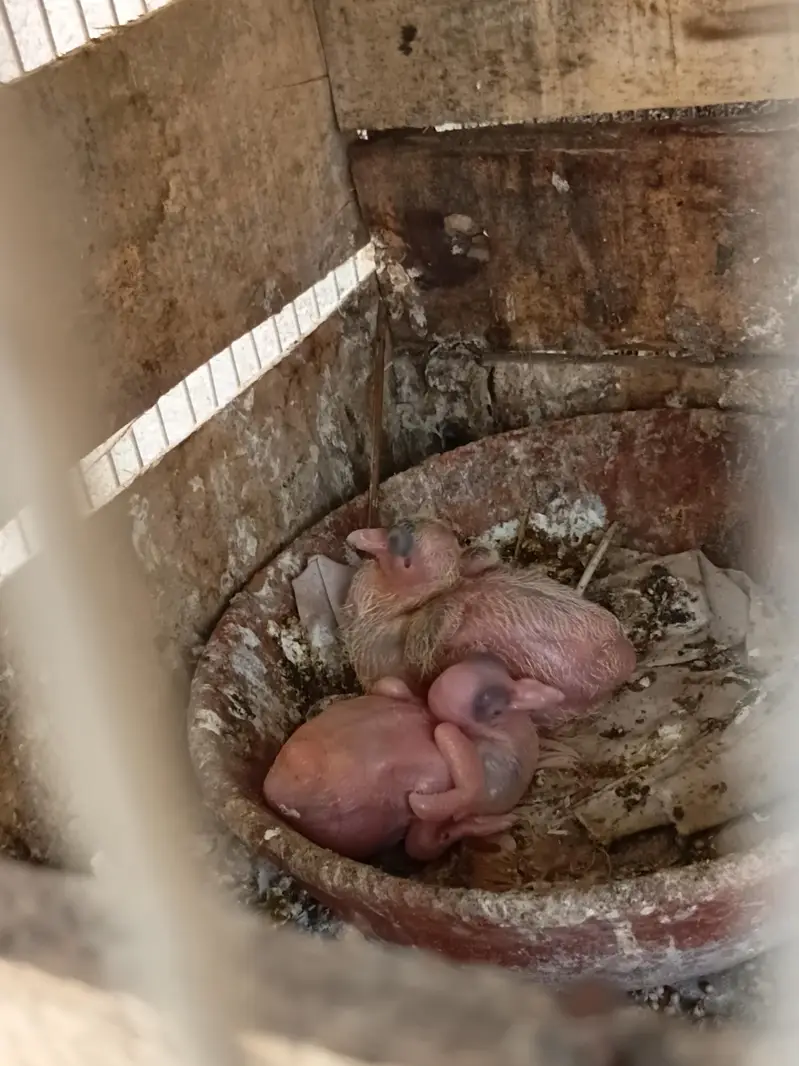 Lal Fancy Sherazi With two babies — photo 2