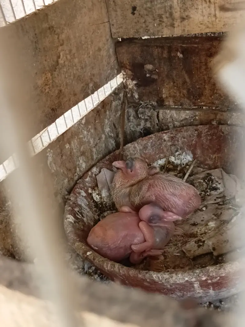 Lal Fancy Sherazi With two babies — photo 3