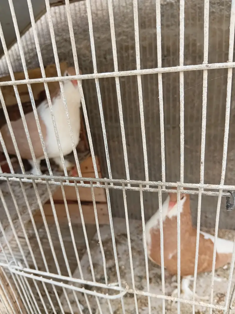 Lal Fancy Sherazi With two babies — photo 5