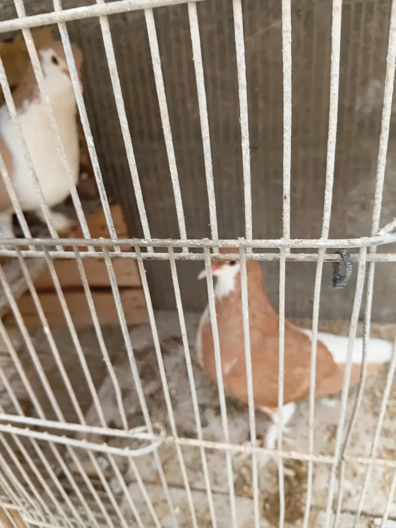 Lal Fancy Sherazi With two babies — photo 6