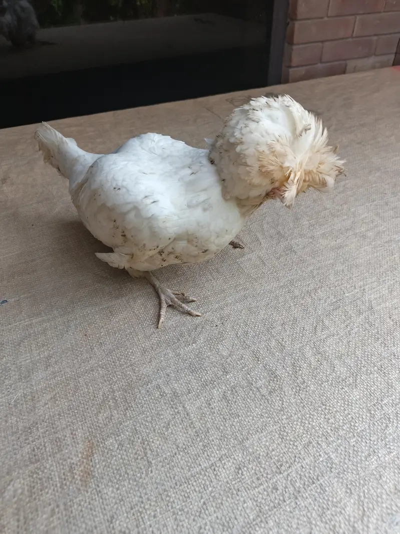 fancy Australorp hen and polish hen — photo 6