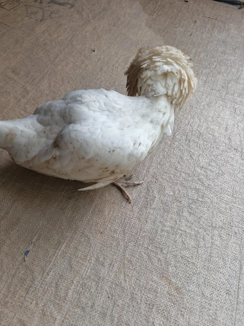 fancy Australorp hen and polish hen — photo 7