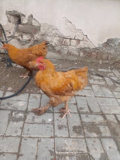 Golden Buff 2 males and 3 Females for sale in Lahore
