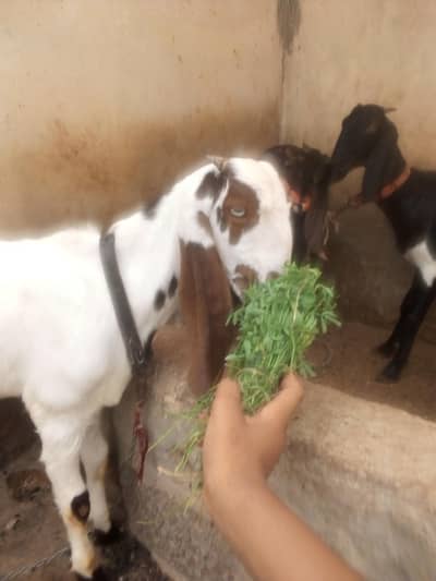 male available for sale age 6 month num 03422956864