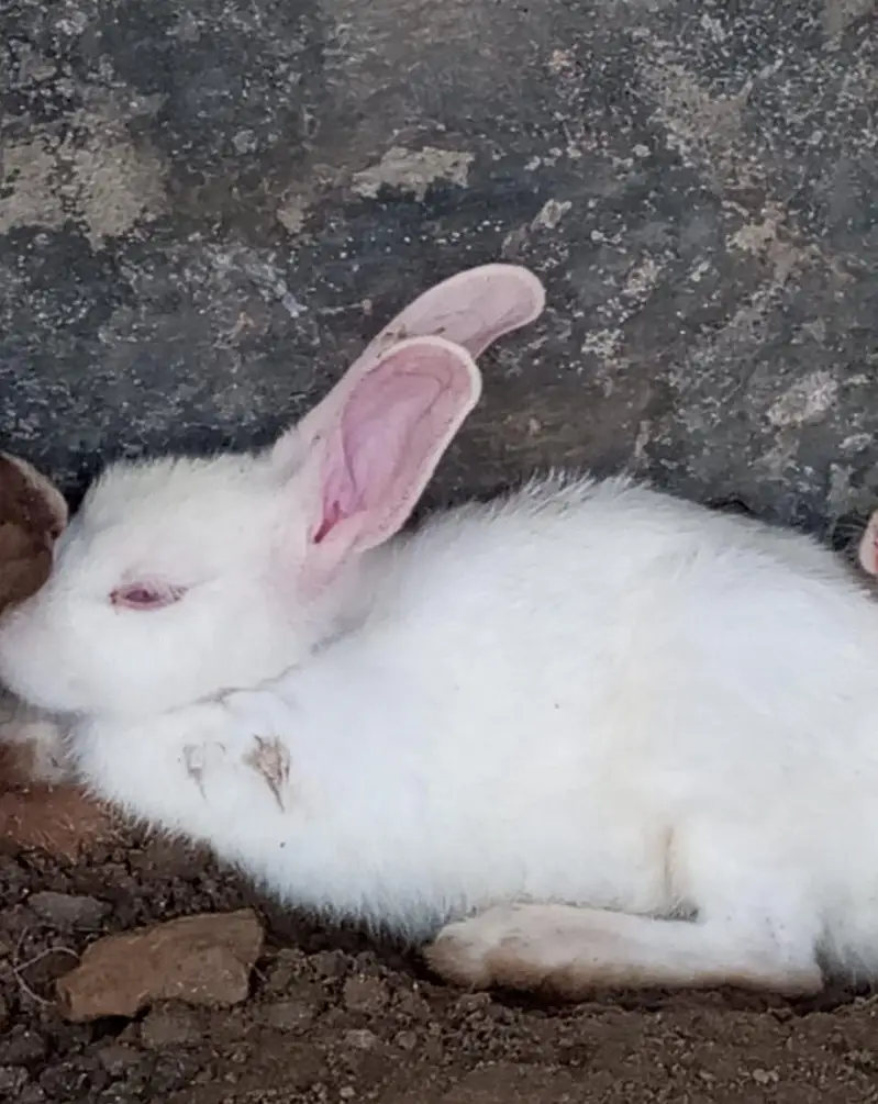 most beautiful rabbit for sale red eyes white 2 pare