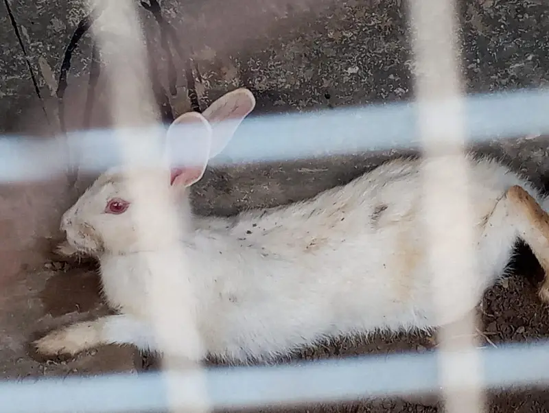 most beautiful rabbit for sale red eyes white 2 pare — photo 2
