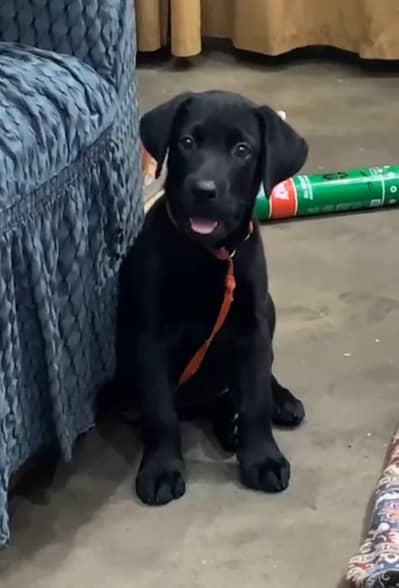 03714528952 labra female boht hi pyari female ha
