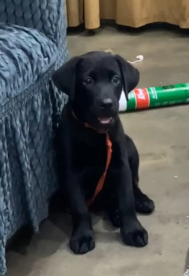 03714528952 labra female boht hi pyari female ha — photo 3