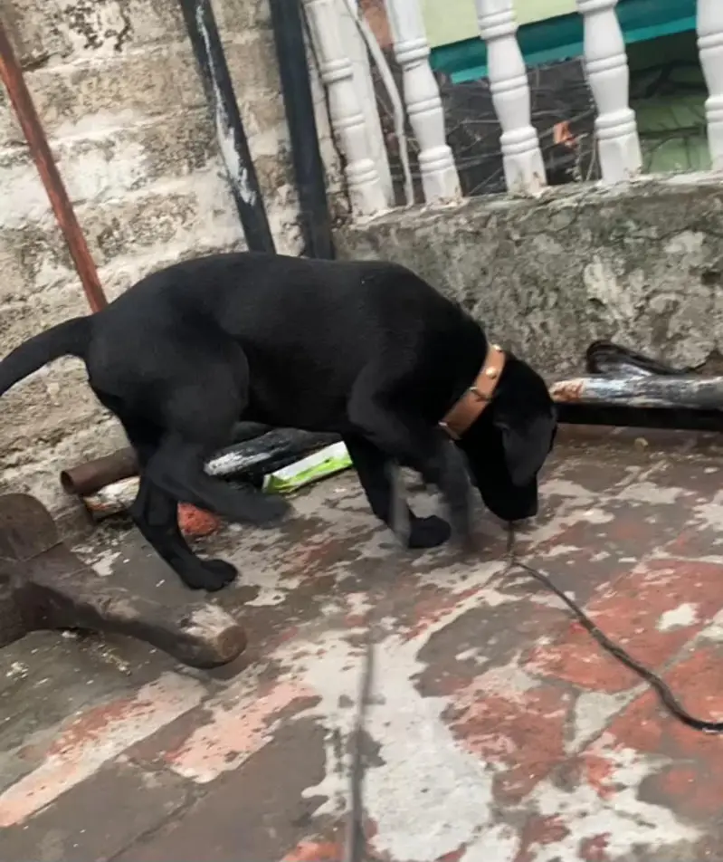 03714528952 labra female boht hi pyari female ha — photo 4