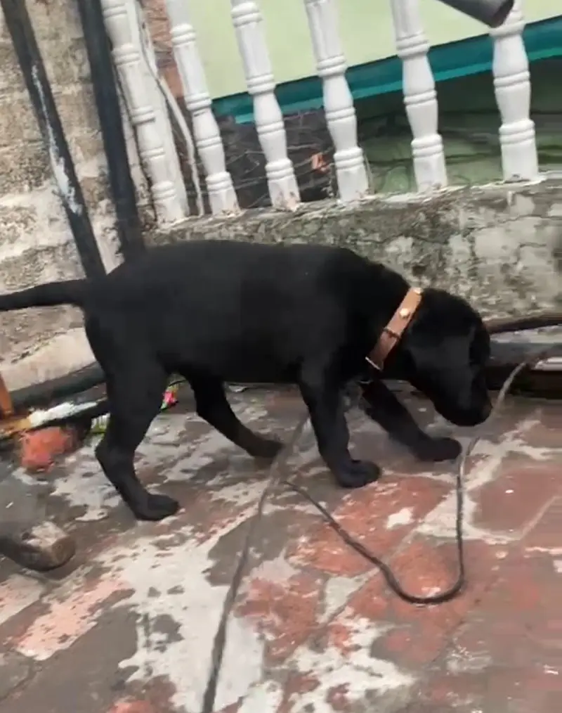 03714528952 labra female boht hi pyari female ha — photo 5