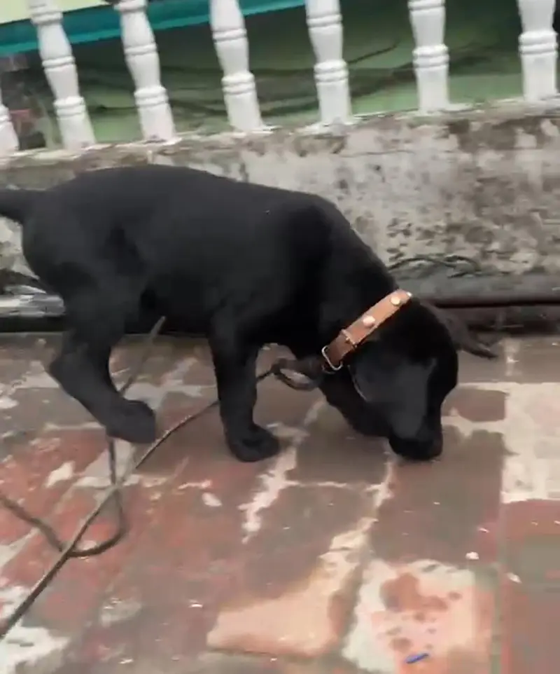 03714528952 labra female boht hi pyari female ha — photo 6