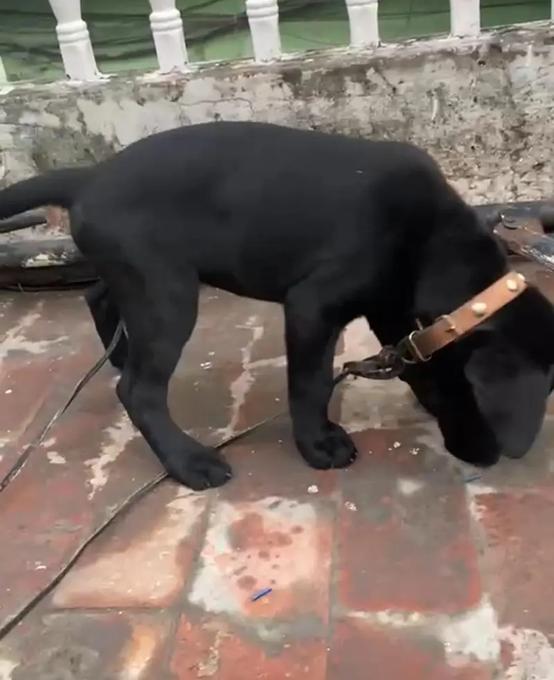 03714528952 labra female boht hi pyari female ha — photo 7