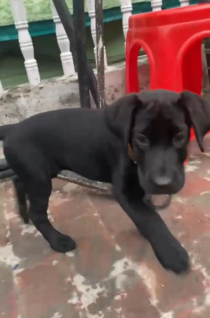 03714528952 labra female boht hi pyari female ha — photo 8