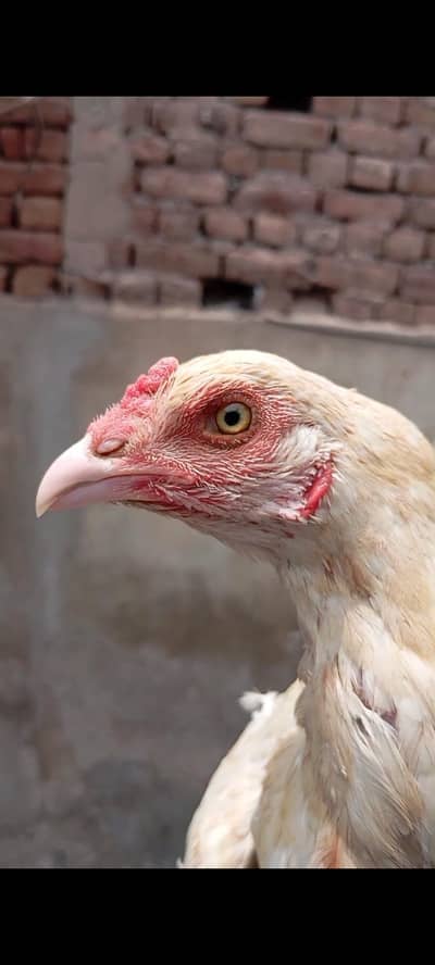 aseel heera pure white Madi kilo wali madi