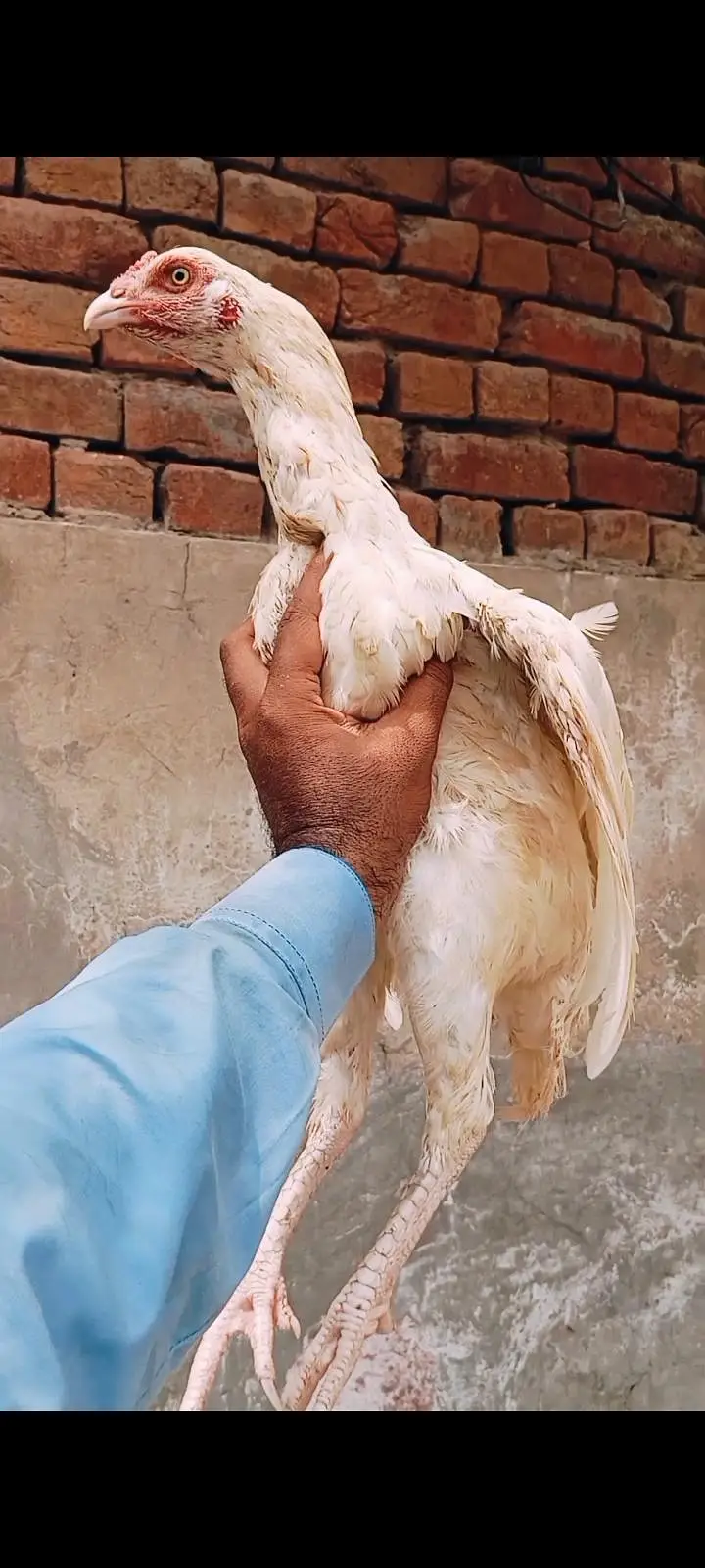aseel heera pure white Madi kilo wali madi — photo 2