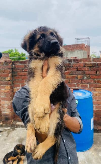 GSD puppies