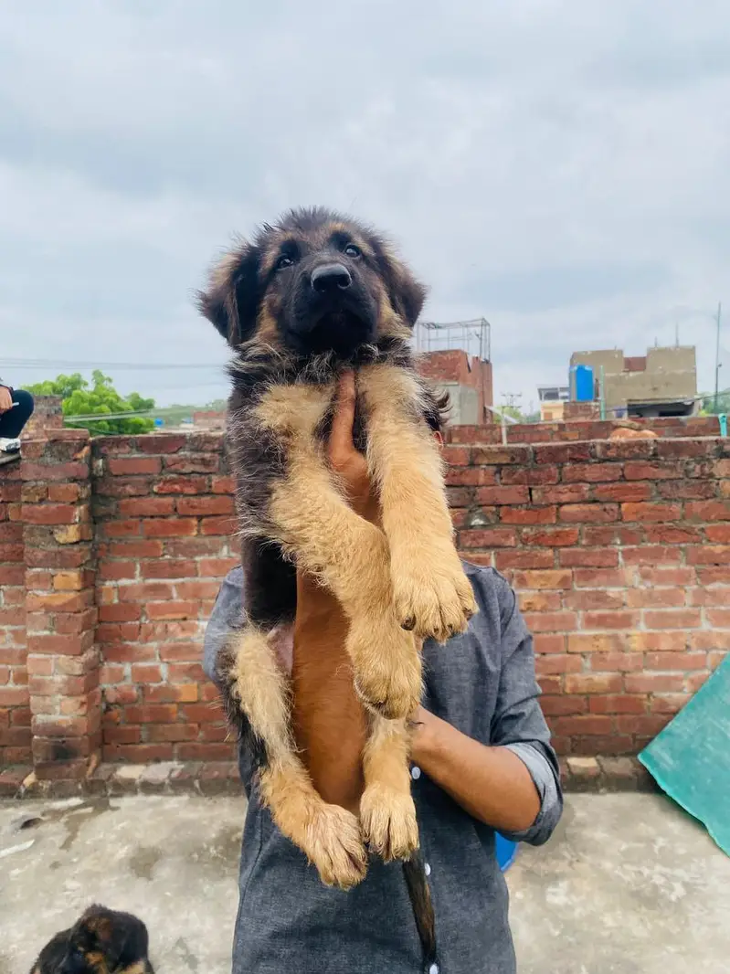 GSD puppies — photo 2