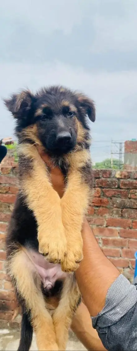 GSD puppies — photo 3