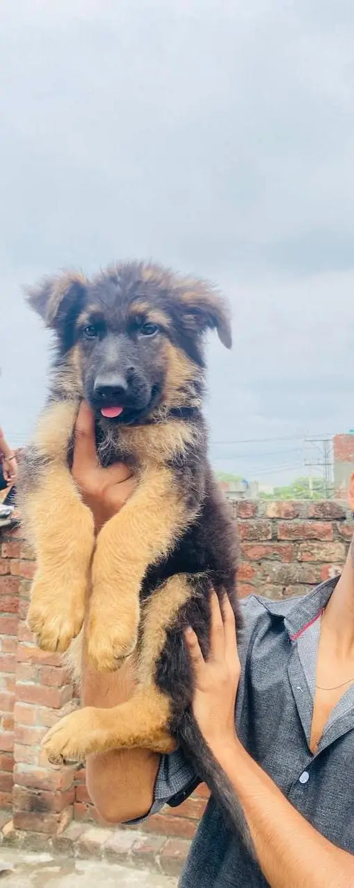 GSD puppies — photo 4