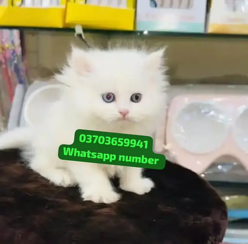( Persian Female Kitten ) For sale Contact WhatsApp — photo 2
