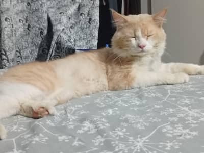 male Persian Turkish breed for sale