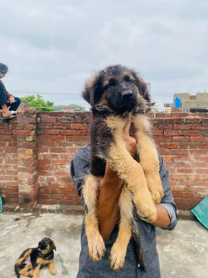 GSD puppies — photo 5