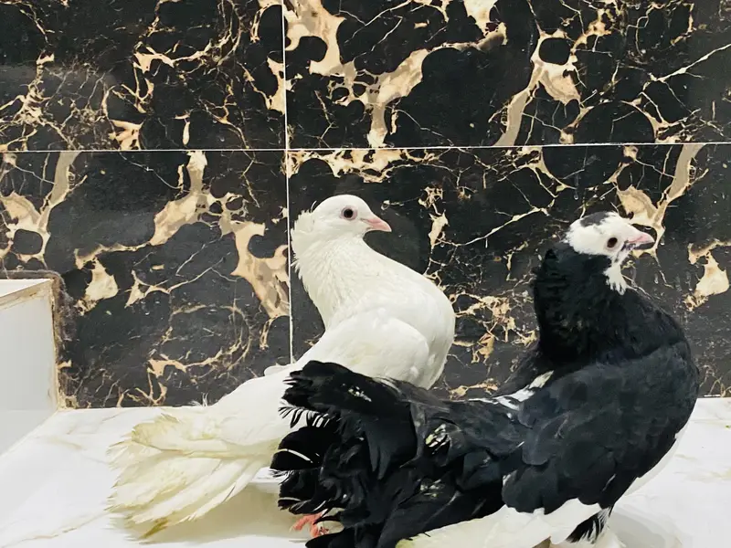 Fantail pigeon — photo 2