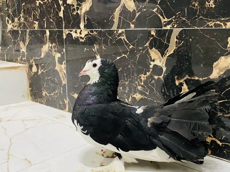 Fantail pigeon — photo 3