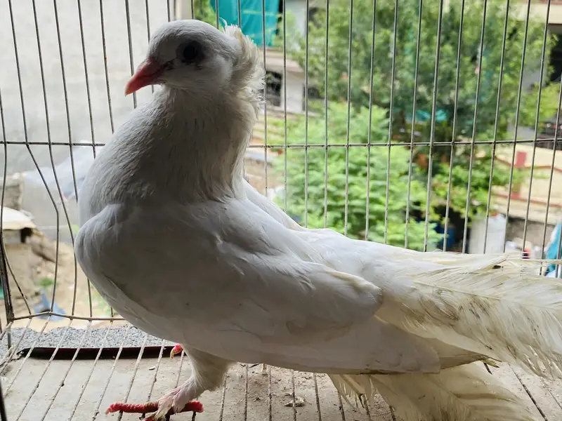 Fantail pigeon — photo 4