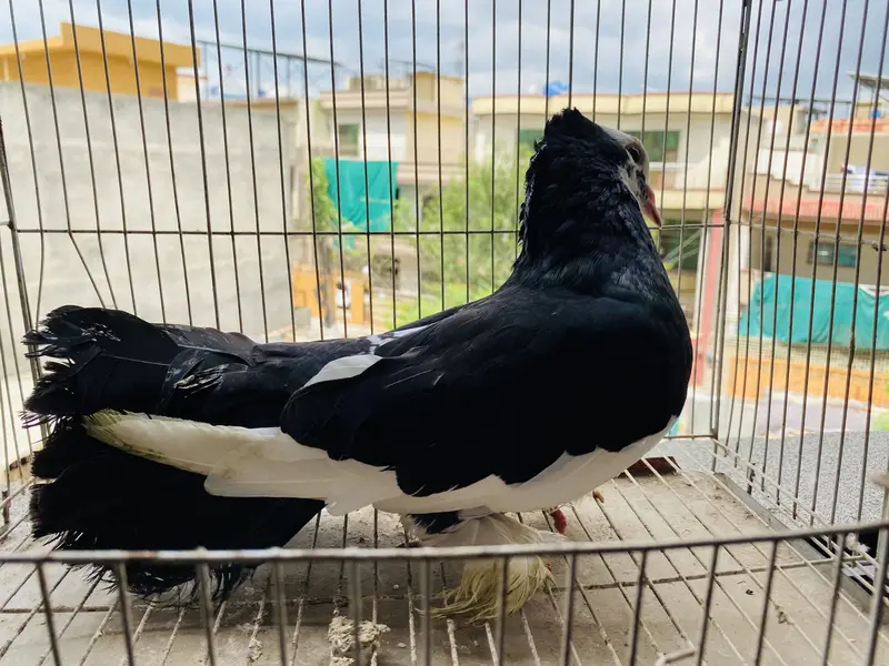 Fantail pigeon — photo 5
