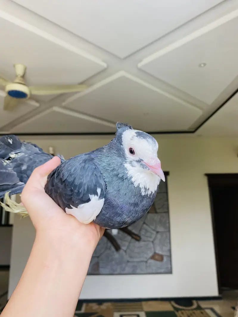 Fantail pigeon — photo 6