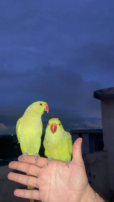 katha parrot for sale
