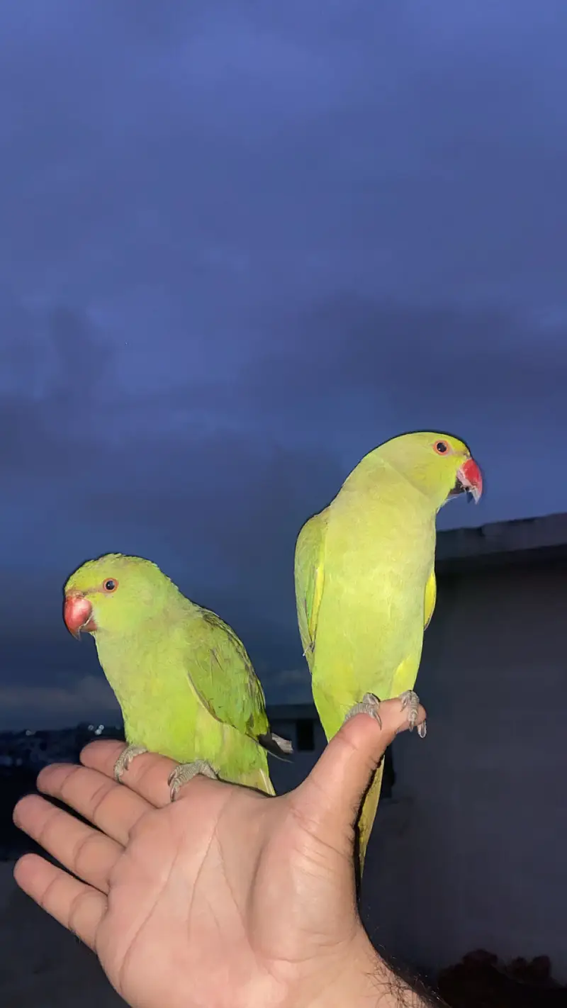 katha parrot for sale — photo 2