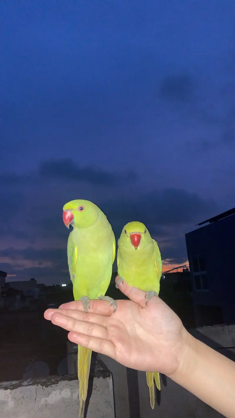 katha parrot for sale — photo 3