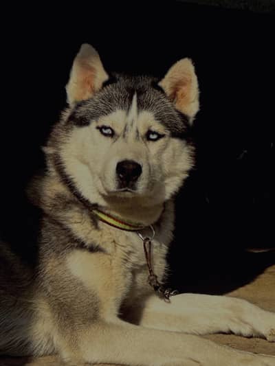 Pure  Siberian husky 18 months dog for sale