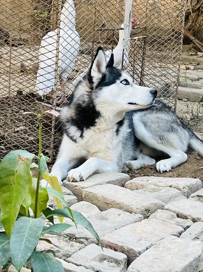Pure  Siberian husky 18 months dog for sale — photo 2