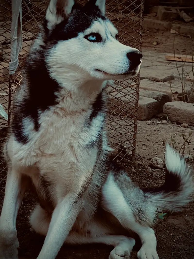 Pure  Siberian husky 18 months dog for sale — photo 3