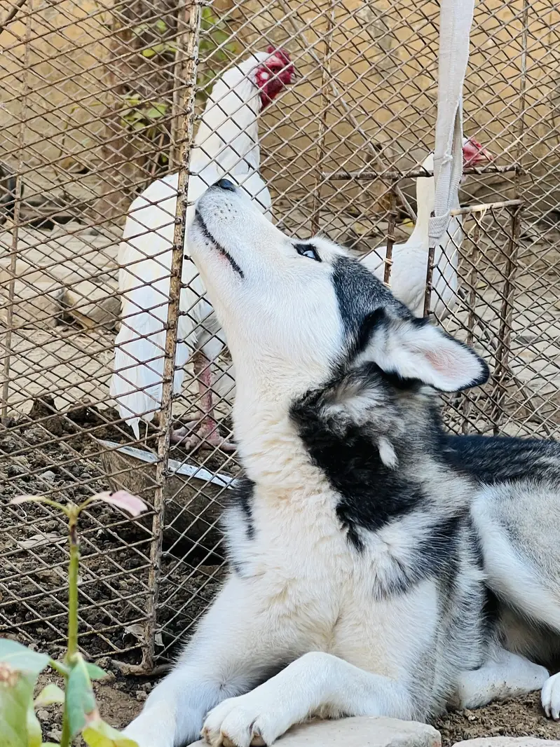 Pure  Siberian husky 18 months dog for sale — photo 4