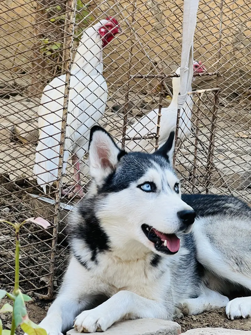 Pure  Siberian husky 18 months dog for sale — photo 5