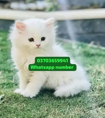 ( Persian Female Kitten ) For sale Contact WhatsApp