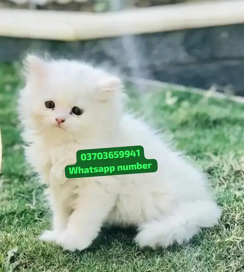 ( Persian Female Kitten ) For sale Contact WhatsApp — photo 2