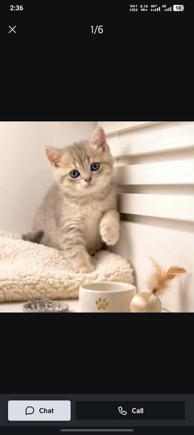 kitten