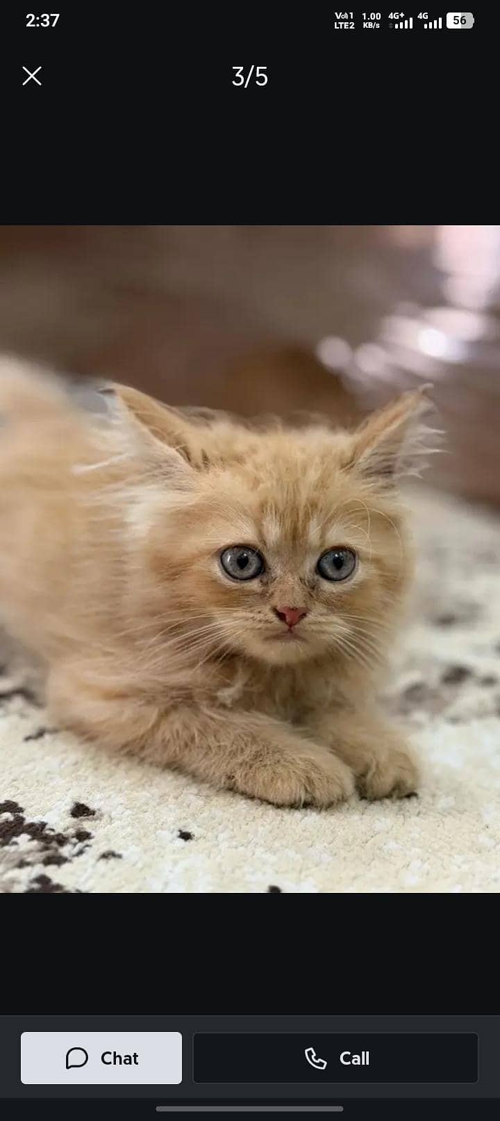 kitten 1