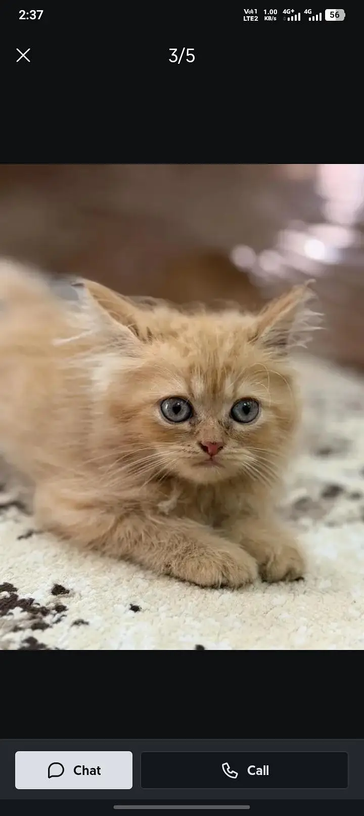 kitten — photo 2