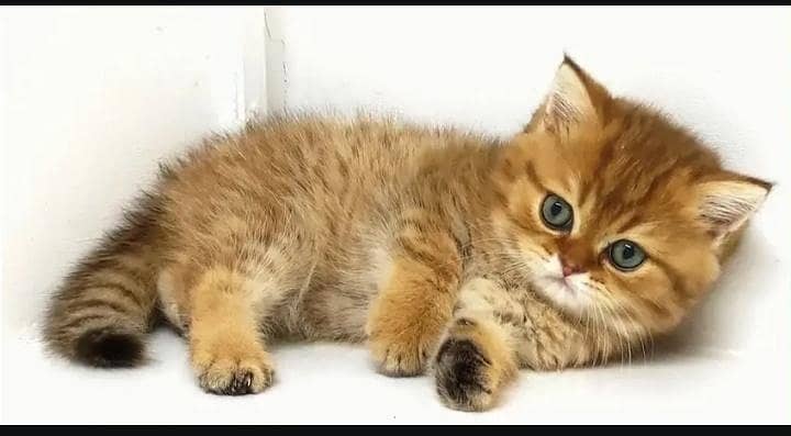 kitten 2