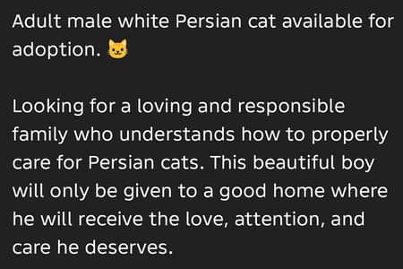 persian cat available for adoption
