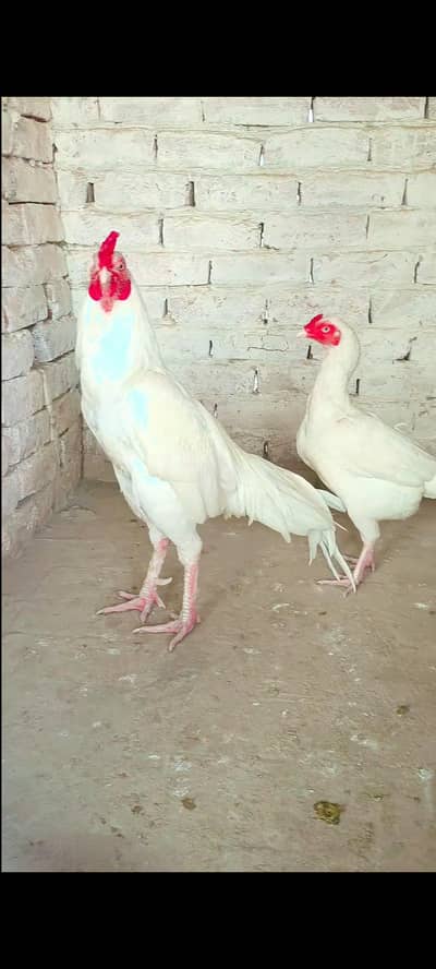 pure white pair menwalei white nok nile