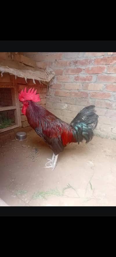 desi murga sale healthy and active. for breeding