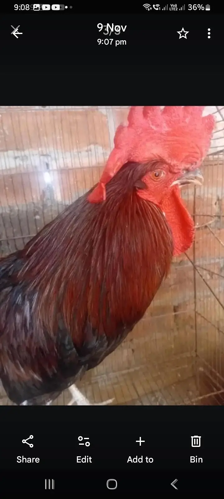 desi murga sale healthy and active. for breeding — photo 3